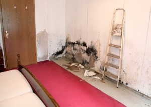 Mould Removal Toronto